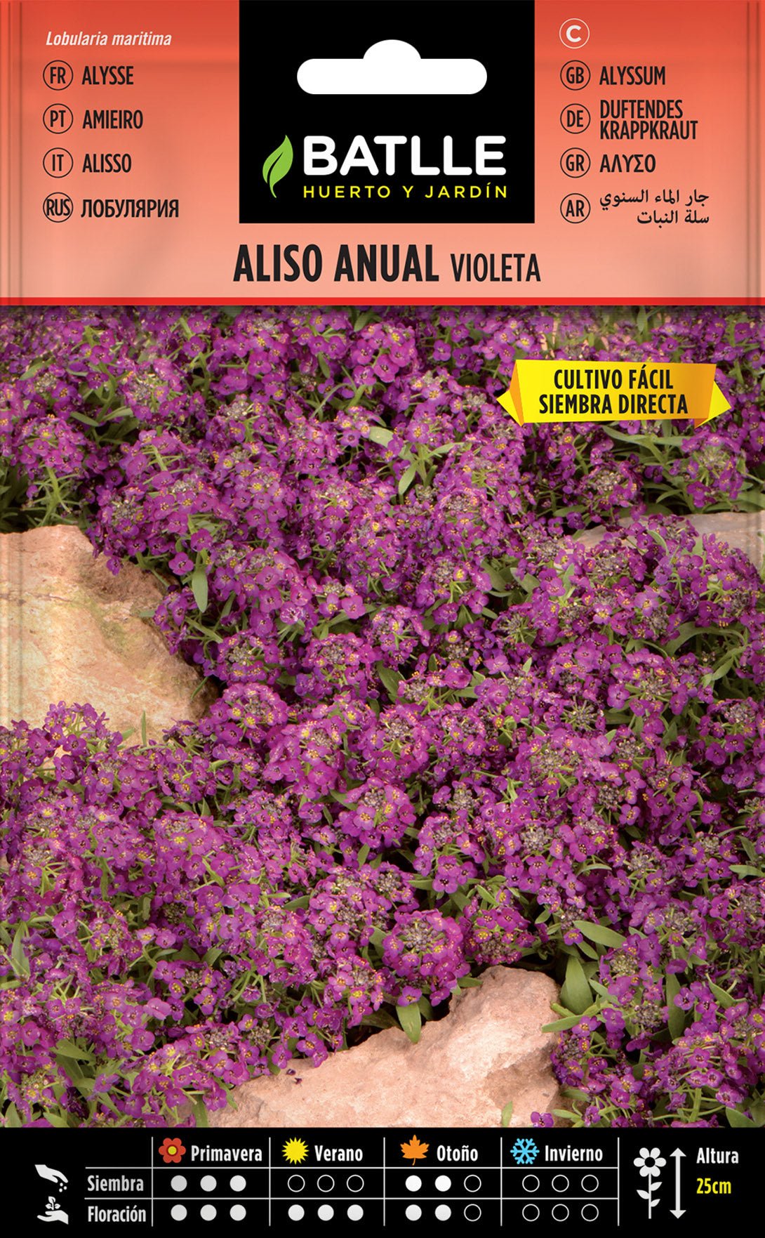 Aliso Violeta Oloroso