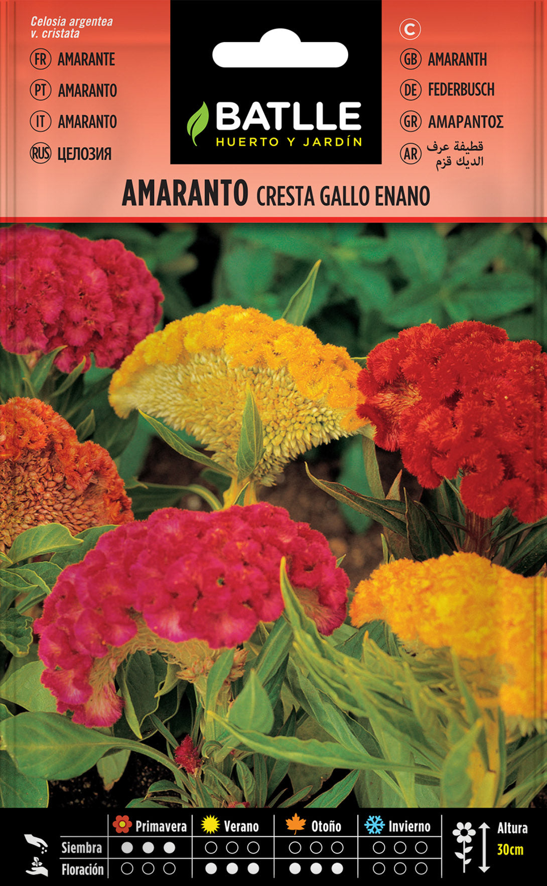 Amaranto Cresta De Gallo Enano Variado
