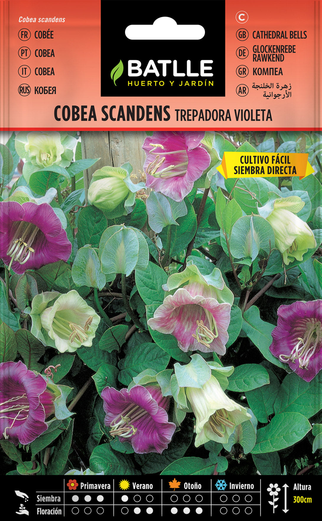 Cobea Scandens Trepadora Violeta