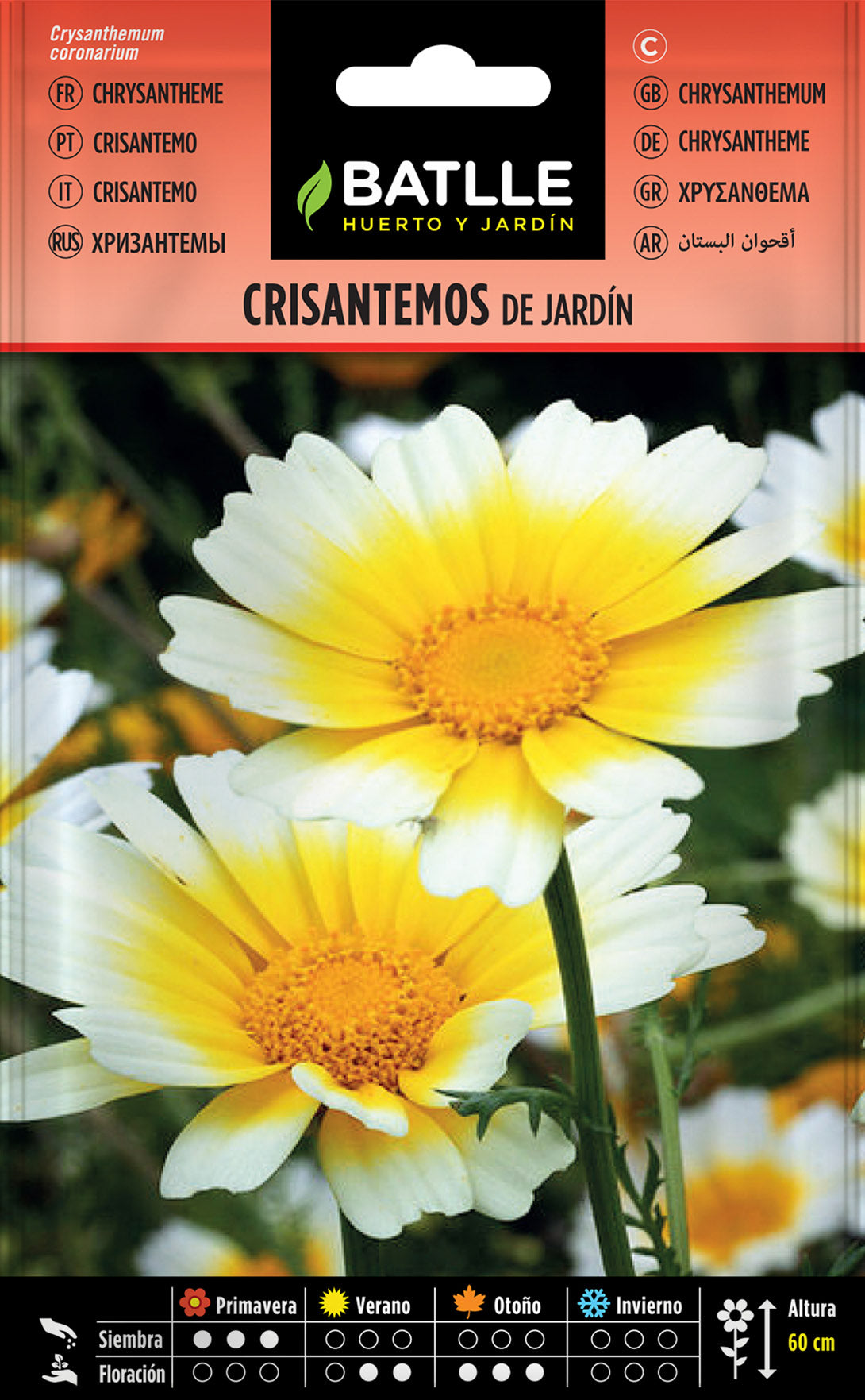 Crisantemo Jardin Flor Grande