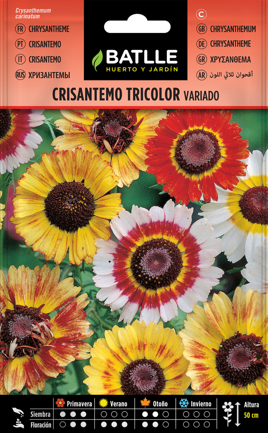 Crisantemo Tricolor Variado