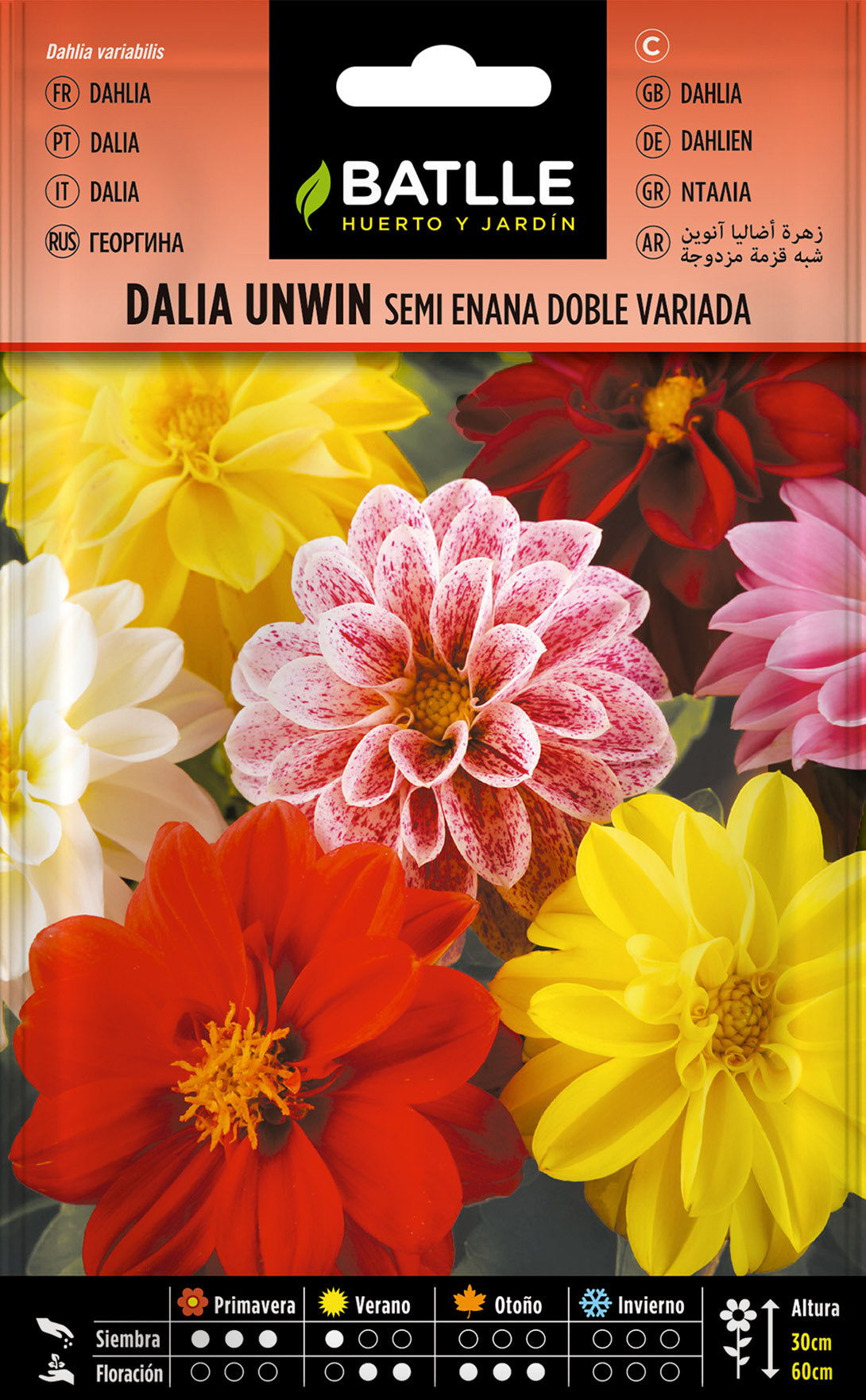 Dalia Unwin Semi Enana Doble Variada