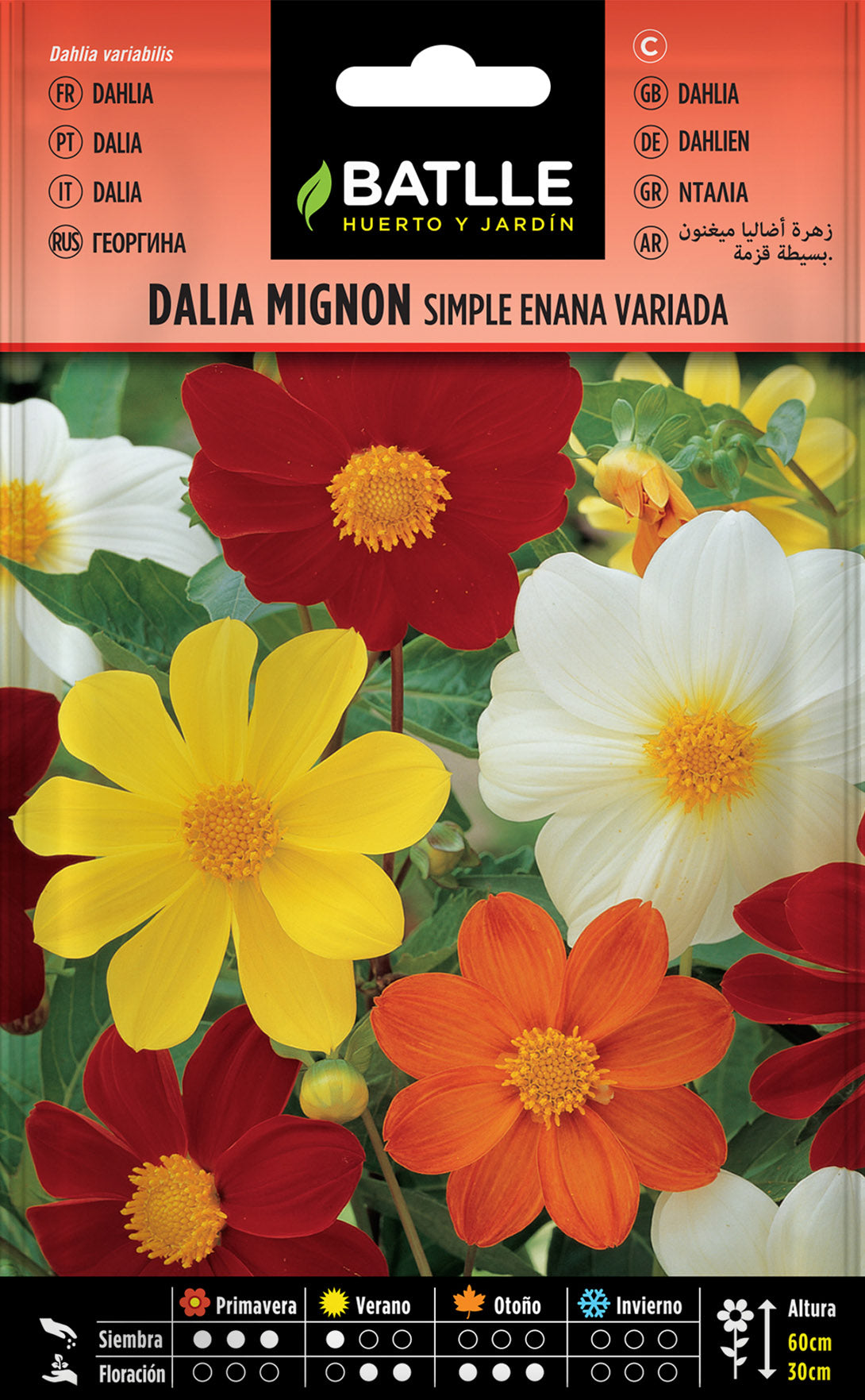Dalia Mignon Simple Enana Variada