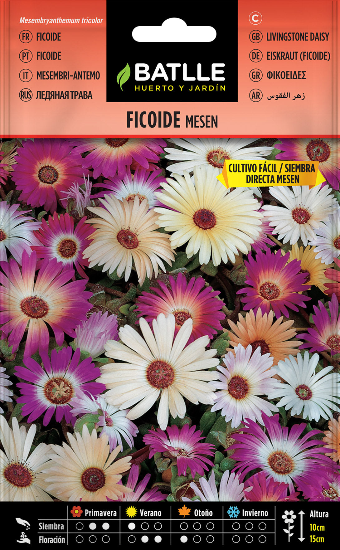 Ficoide Tapiz Magico