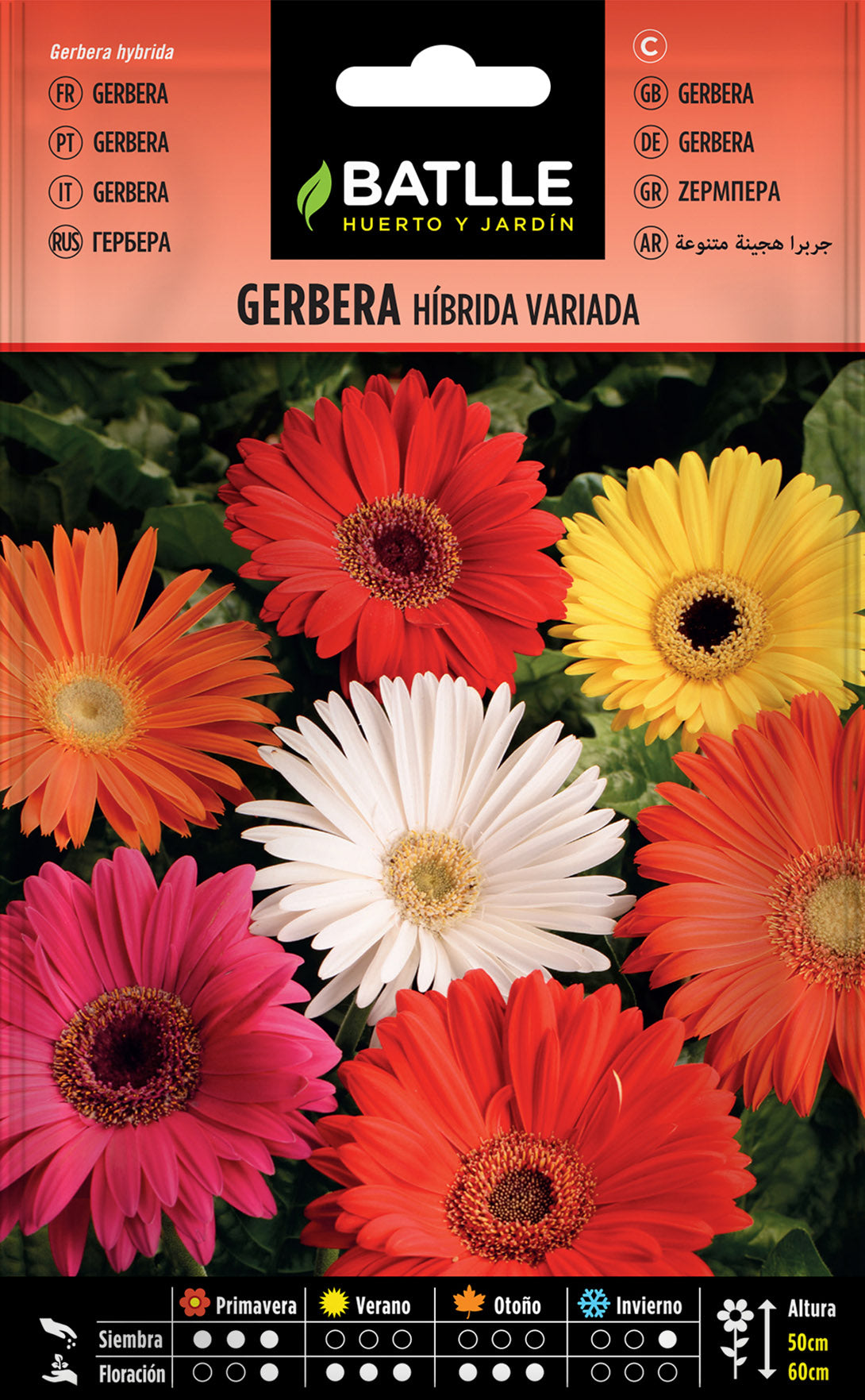 Gerbera Híbrida Variada