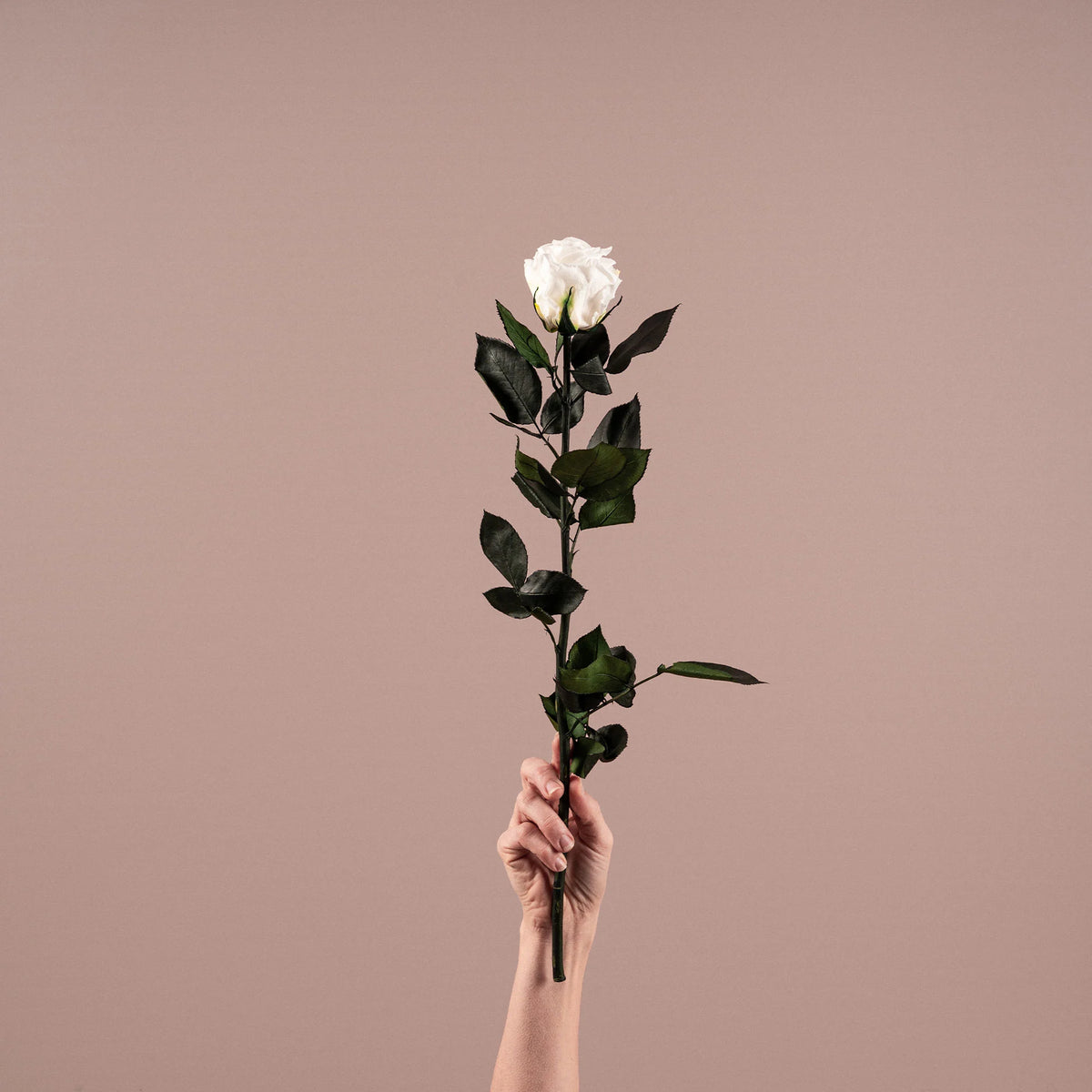 Rosa preservada blanca