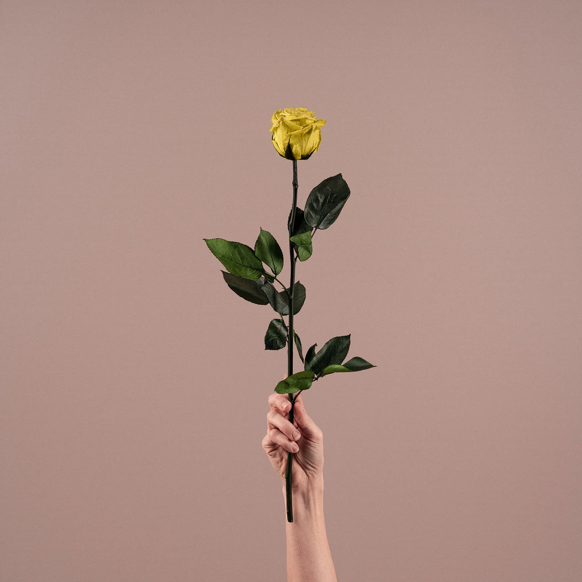 Rosa preservada amarilla