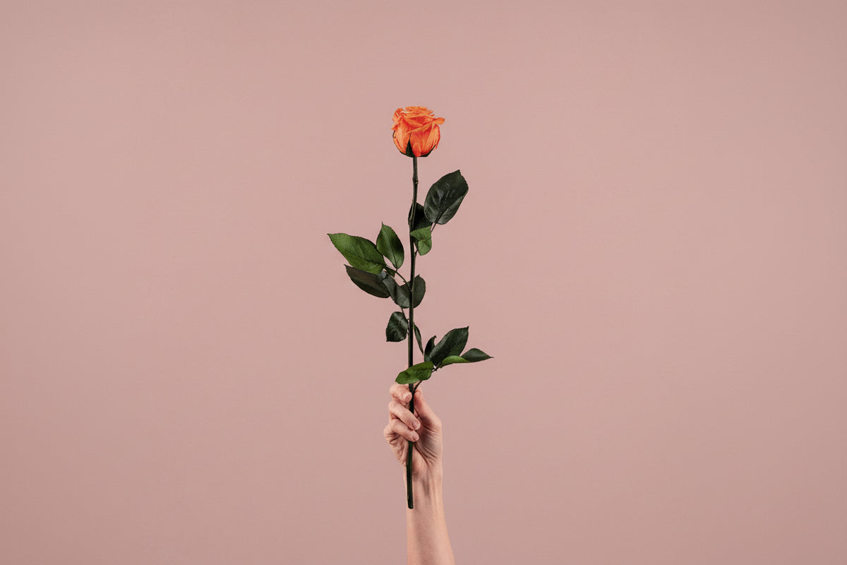 Rosa preservada naranja