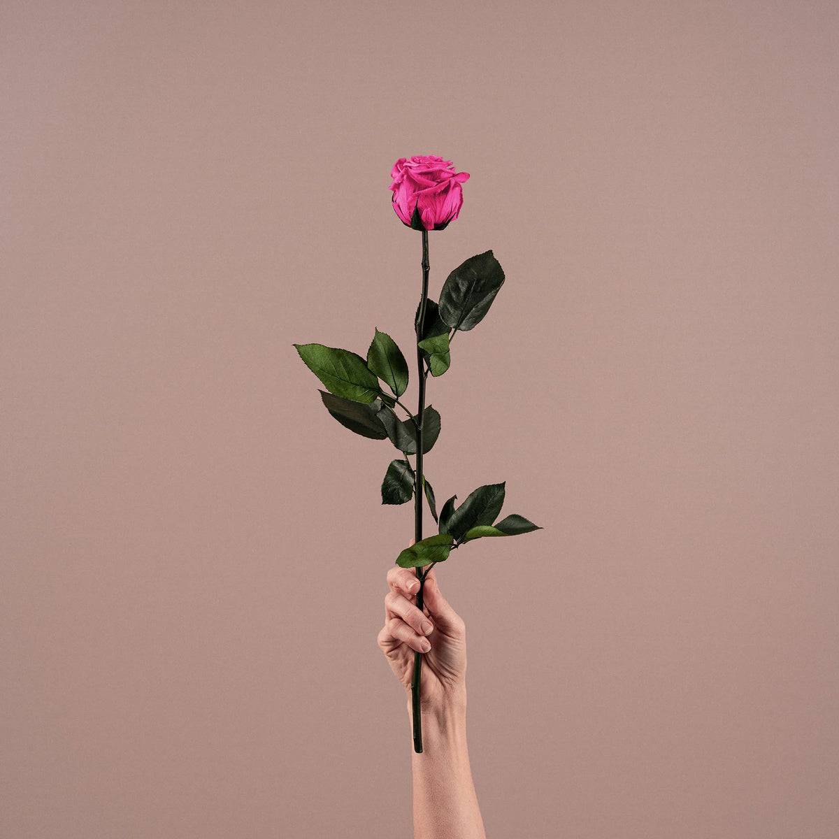 Rosa preservada Fucsia