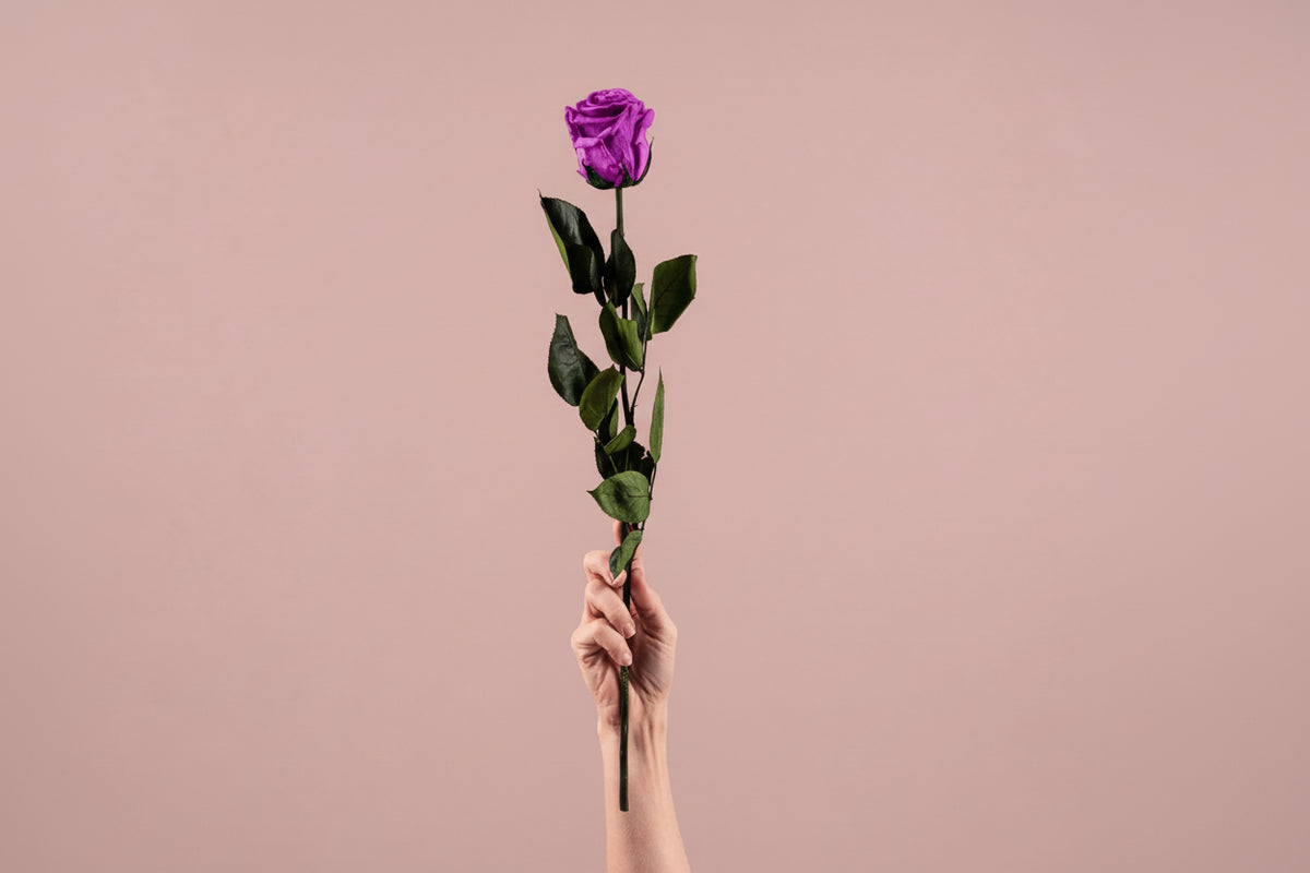 Rosa preservada violeta
