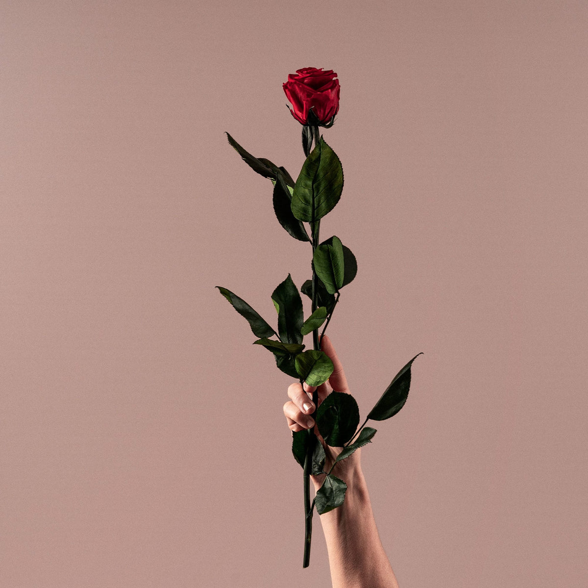 Rosa preservada Roja