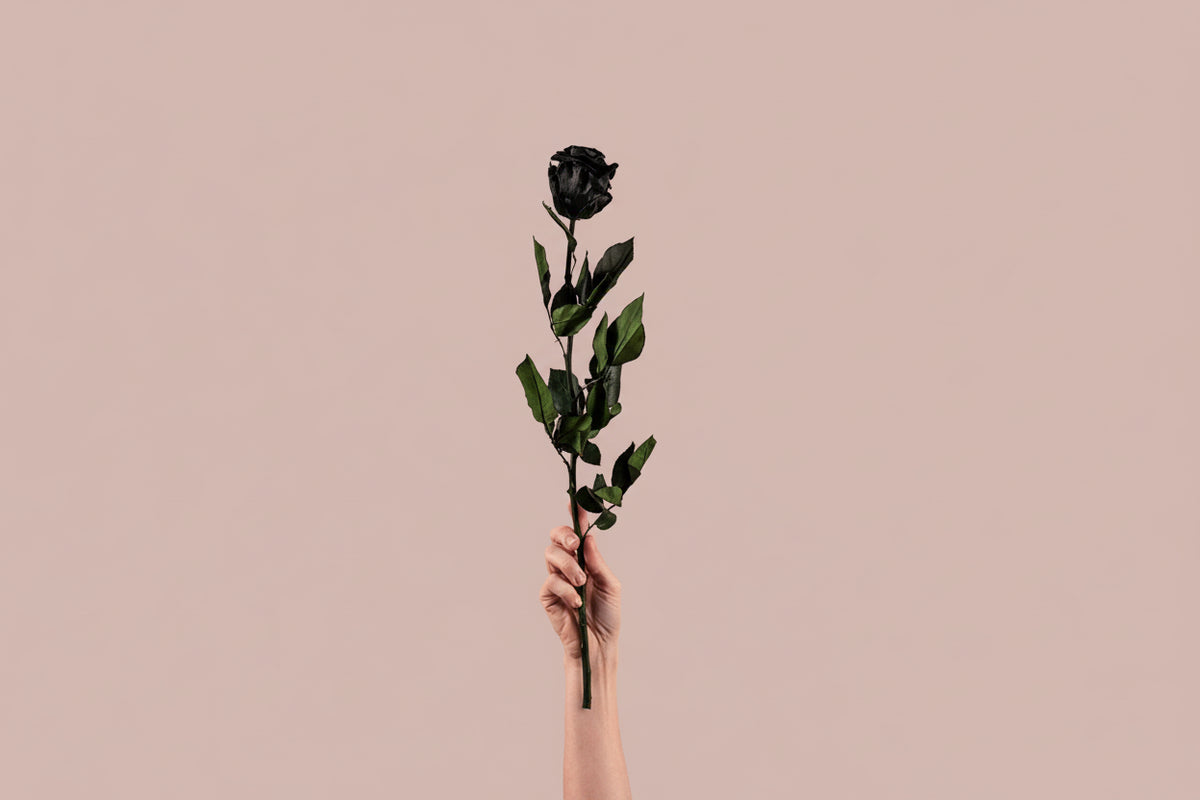 Rosa preservada negra