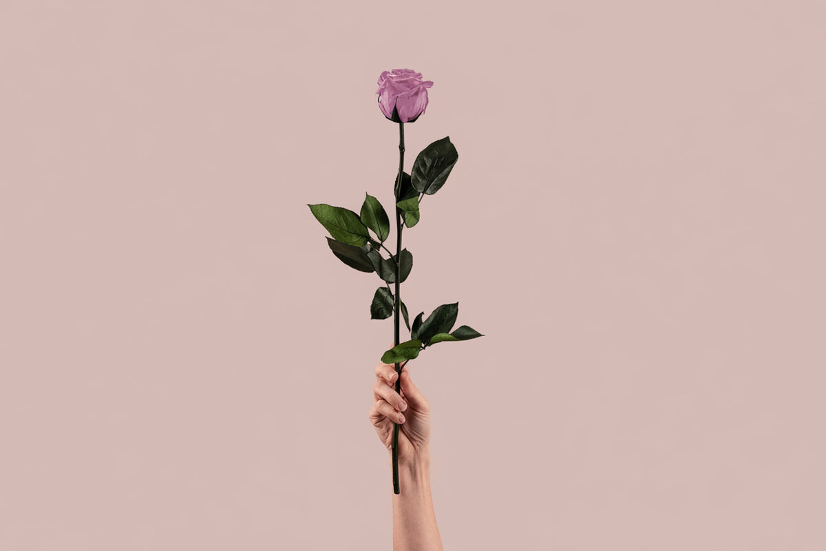 Rosa preservada lila