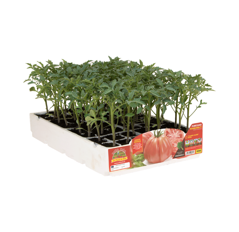 Orto Mio - Tomate CORAZON LIGURE ROSA var. ROSAMUNDA F1