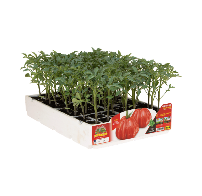 Orto Mio - Tomate CORAZON DE LIGURE var. DIABLO TOP F1