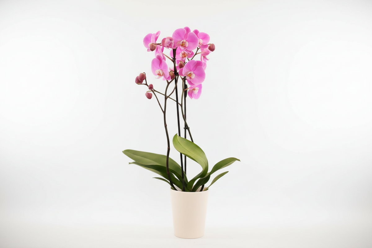Orquídea Phalaenopsis 'Jillion'