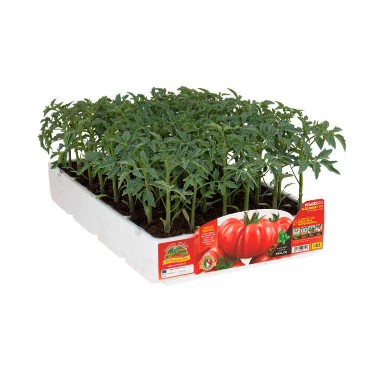 Orto Mio - Tomate ESTRIADO FIORENTINO var. COSIMO F1