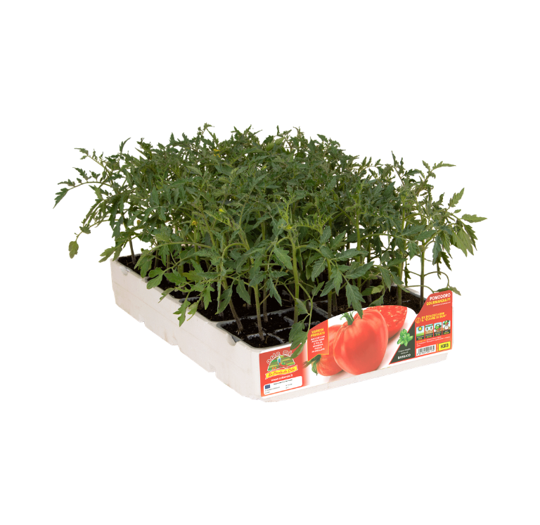 Orto Mio - Tomate CORAZON CLASICO var. GOURMANDIA F1