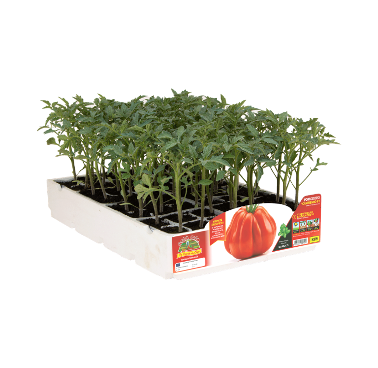 Orto Mio - Tomate CORAZON LIGURE DEL PONIENTE var. CUOREMIO F1