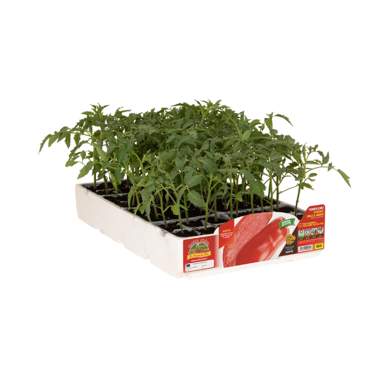 Orto Mio - Tomate CUERNO DE LOS ANDES var. PEPPINO F1