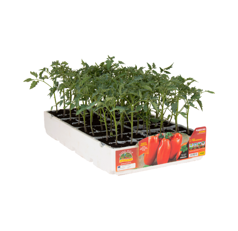 Orto Mio - Tomate SAN MARZANO var. ADAMO GREEN F1