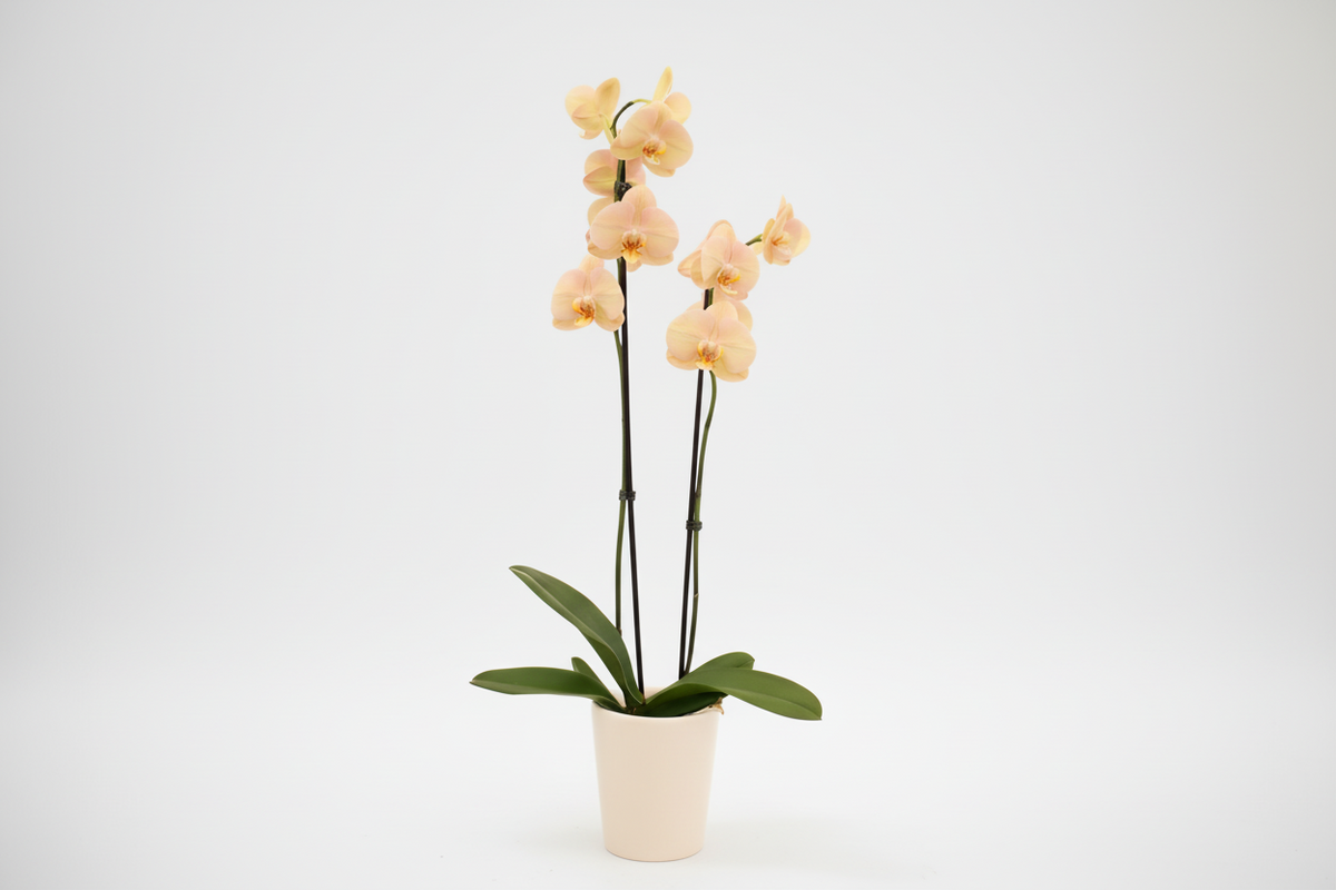 Orquídea Phalaenopsis 'Kamila'