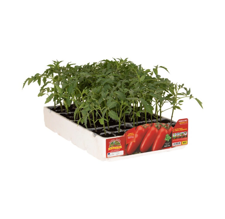 Orto Mio - Tomate SAN MARZANO SONNY var. BASTOS F1