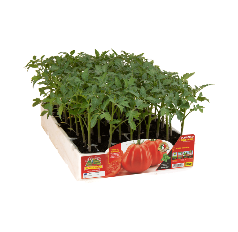 Orto Mio - Tomate CANESTRINO DI LUCCA var. SB 022 F1