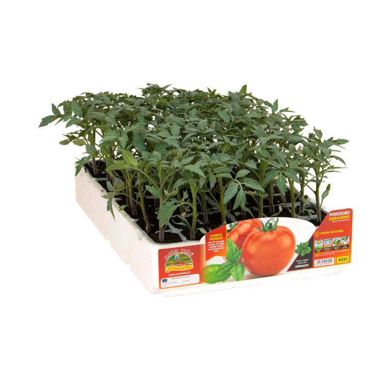 Orto Mio - Tomate REDONDO DE ENSALADA var. SARACENO F1
