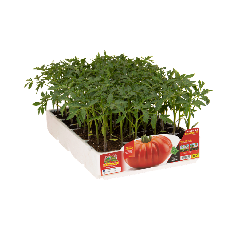 Orto Mio - Tomate GIGANTE var. BEEFSTEAK F1