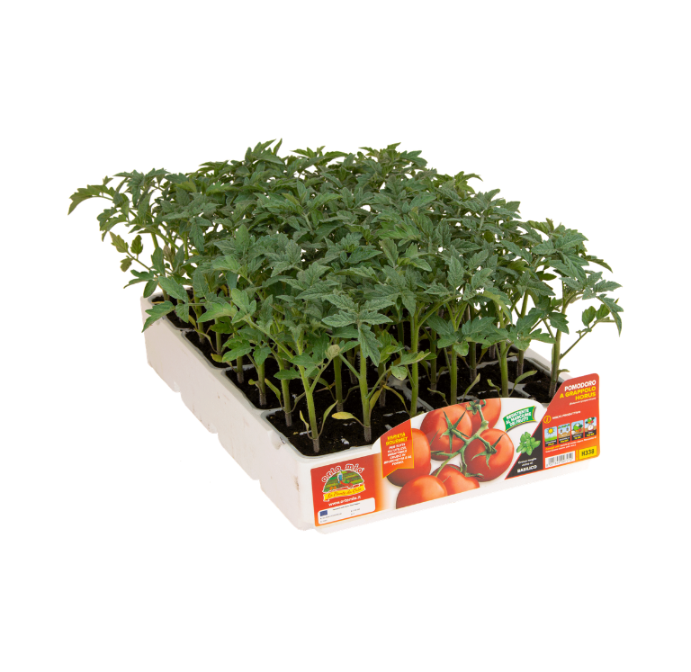 Orto Mio - Tomate EN RACIMO var. HORUS F1