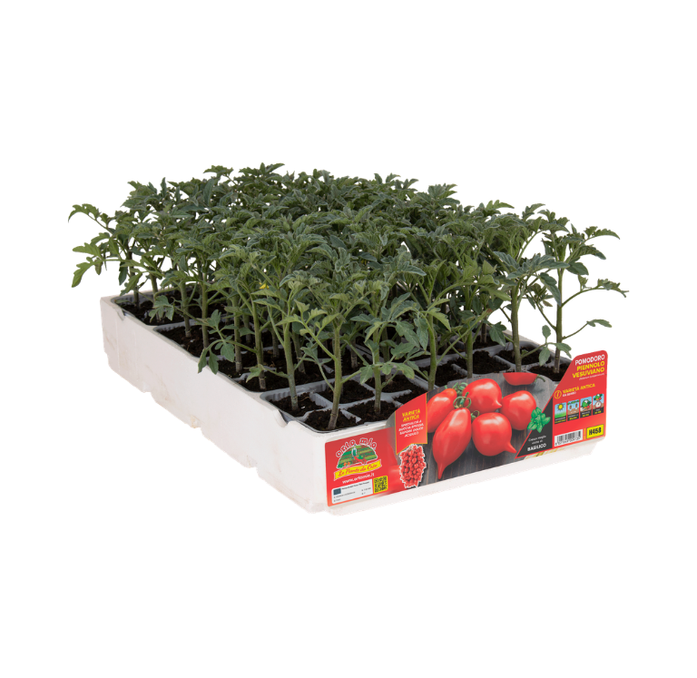 Orto Mio - Tomate PIENNOLO VESUVIANO var. PENSUVIO