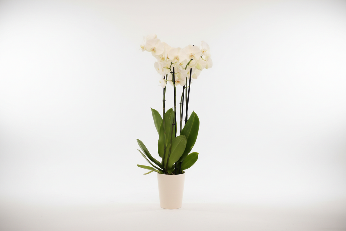 Orquídea Phalaenopsis 'Channel'