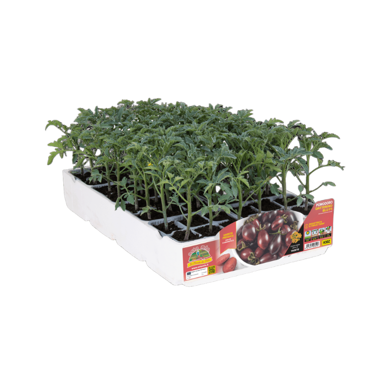 Orto Mio - Tomate aditalado Azul var. Candy F1