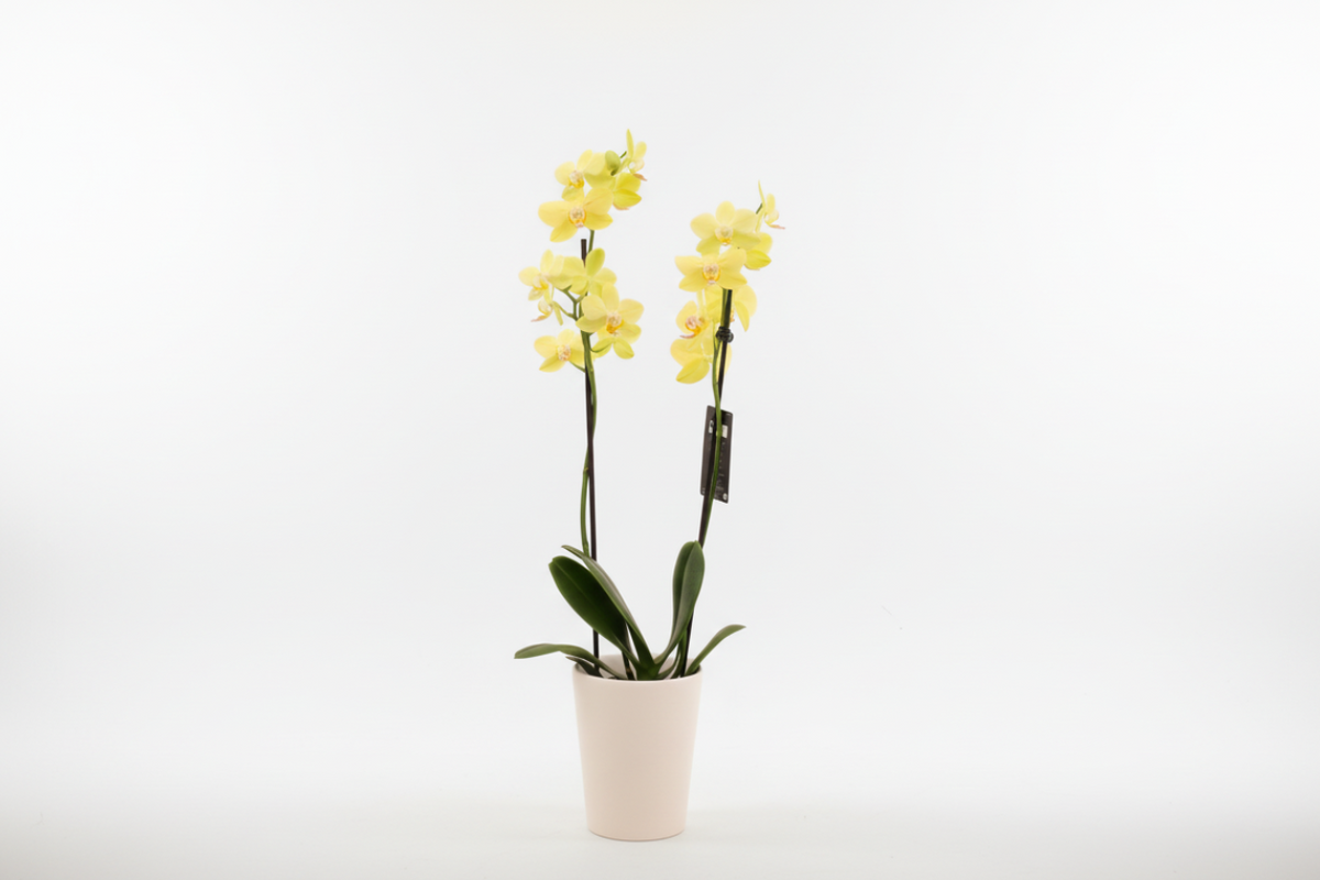 Orquídea Phalaenopsis 'Alice'