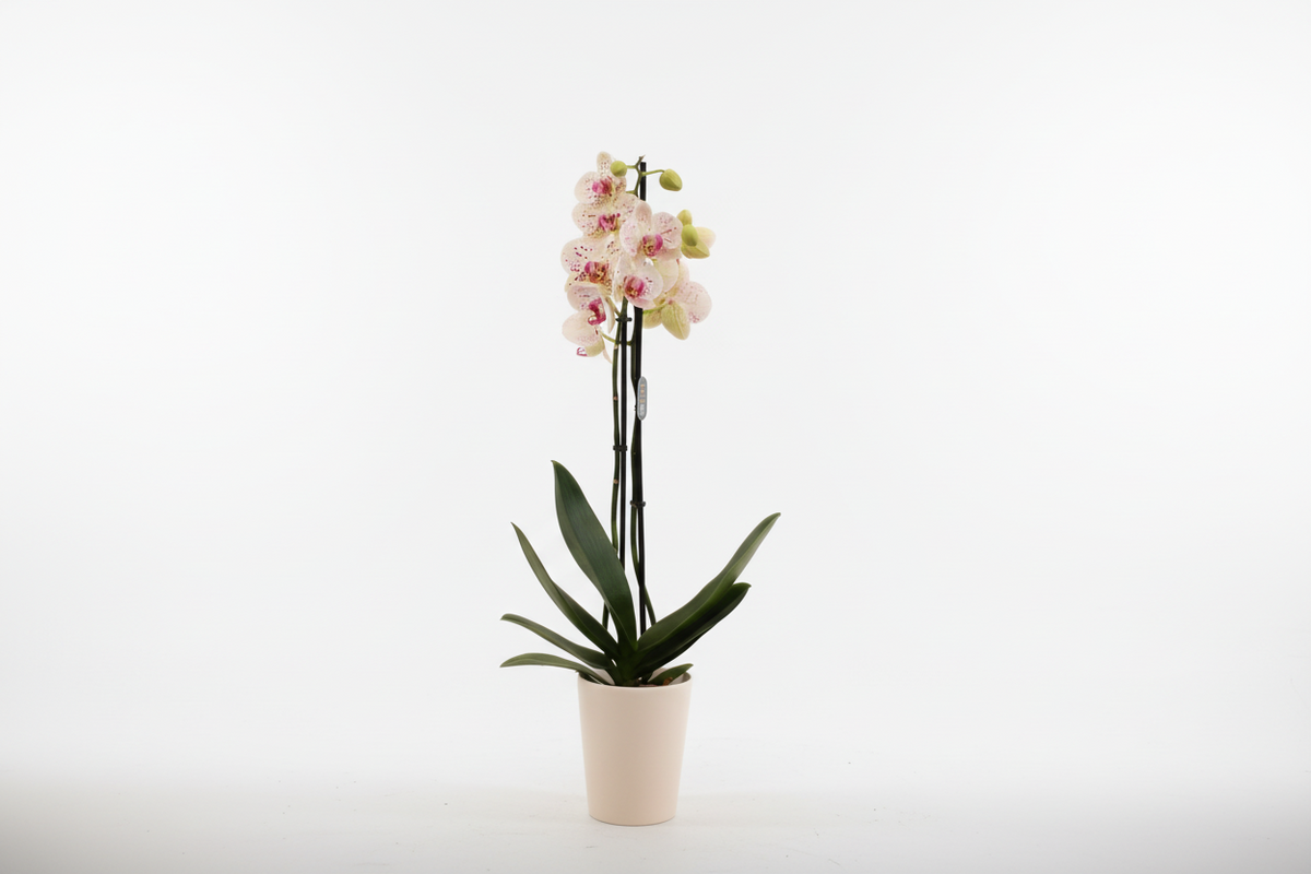 Orquídea Phalaenopsis 'Asian Coral'
