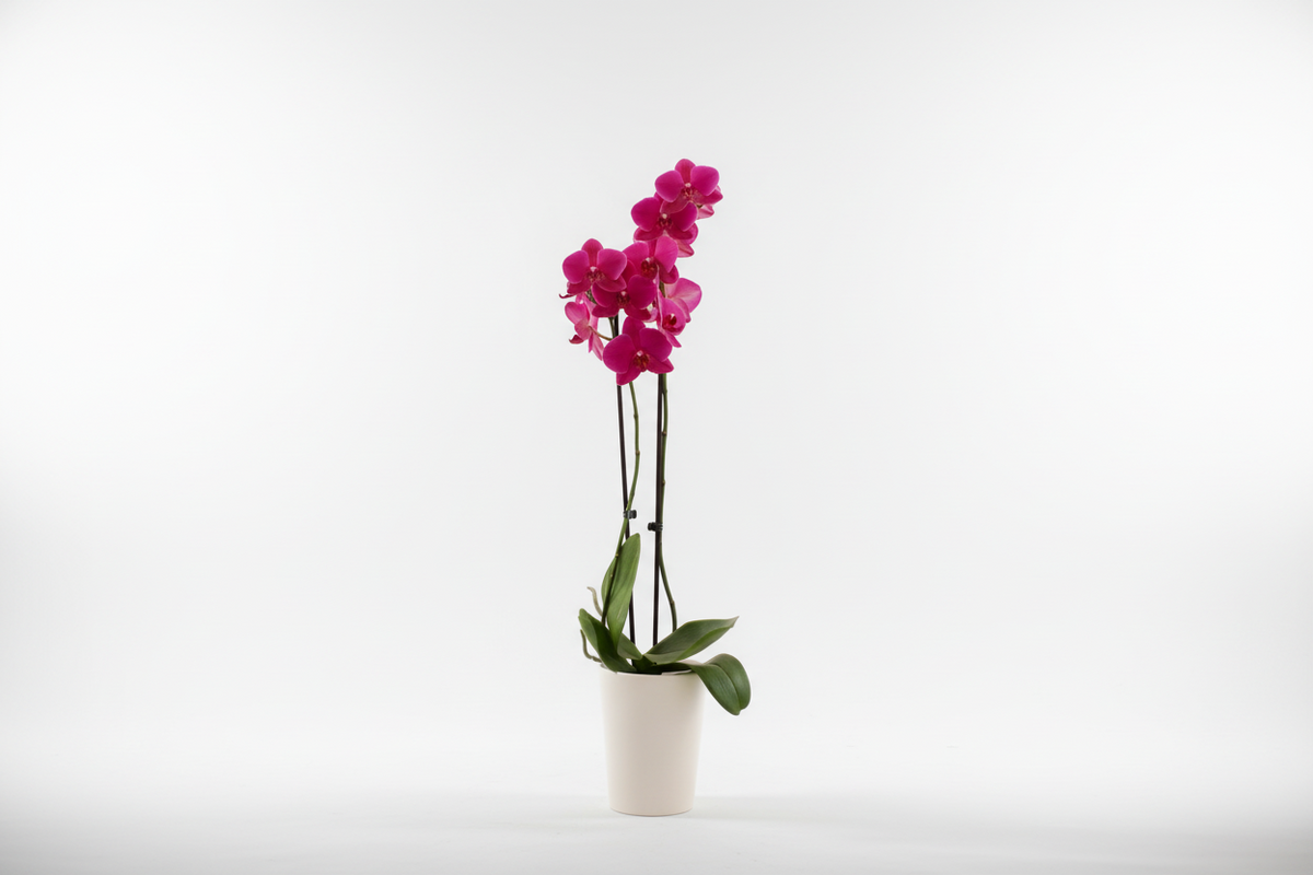 Orquídea Phalaenopsis 'Zoja'