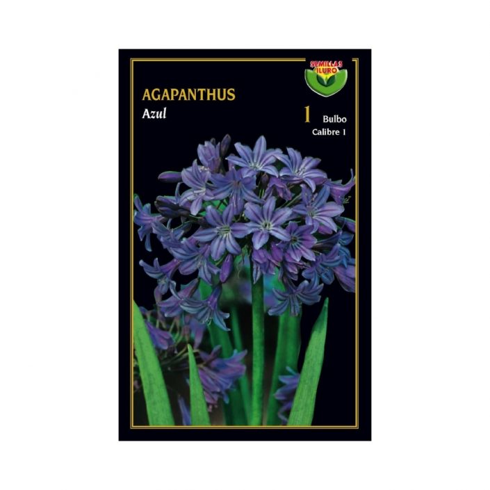 Agapanthus-Azul