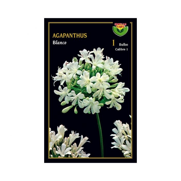 Agapanthus-Blanco