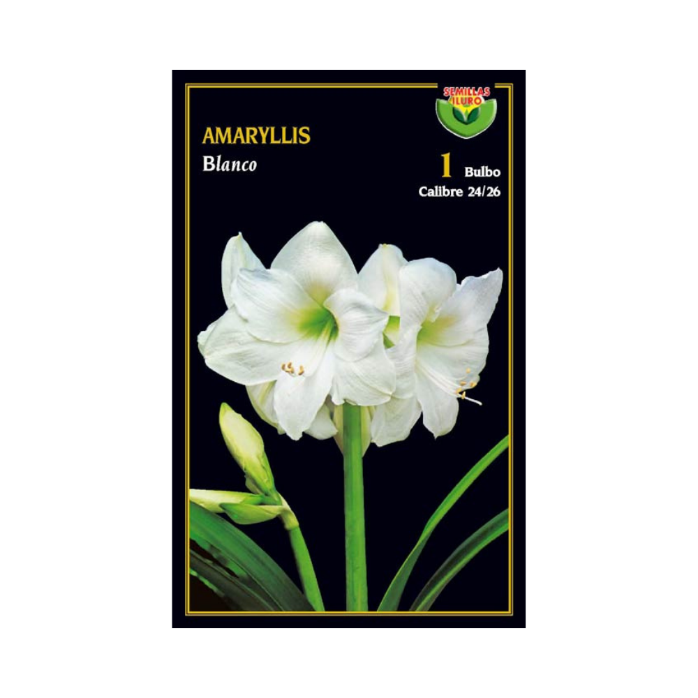Amaryllis - Blanco
