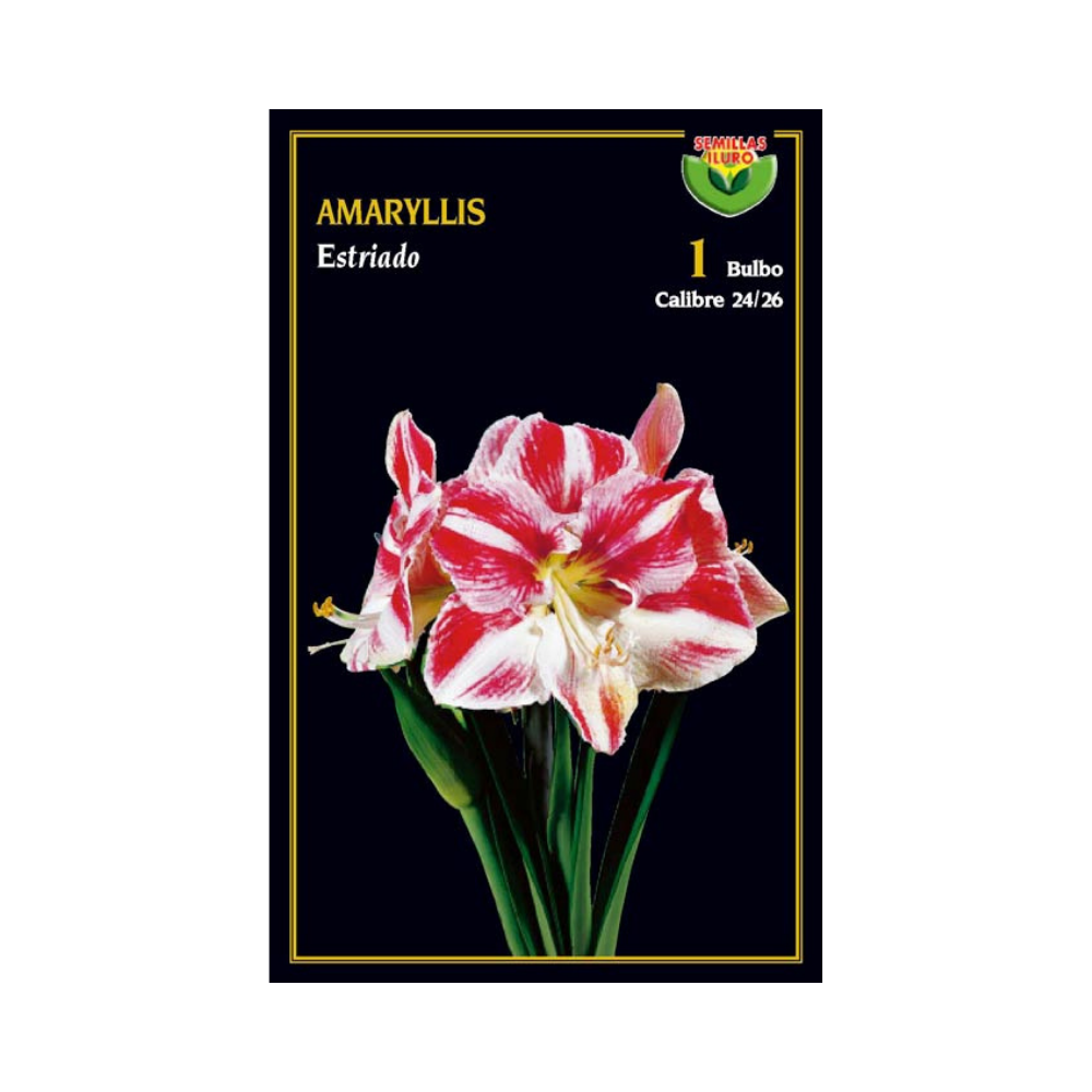 Amaryllis - Estriado