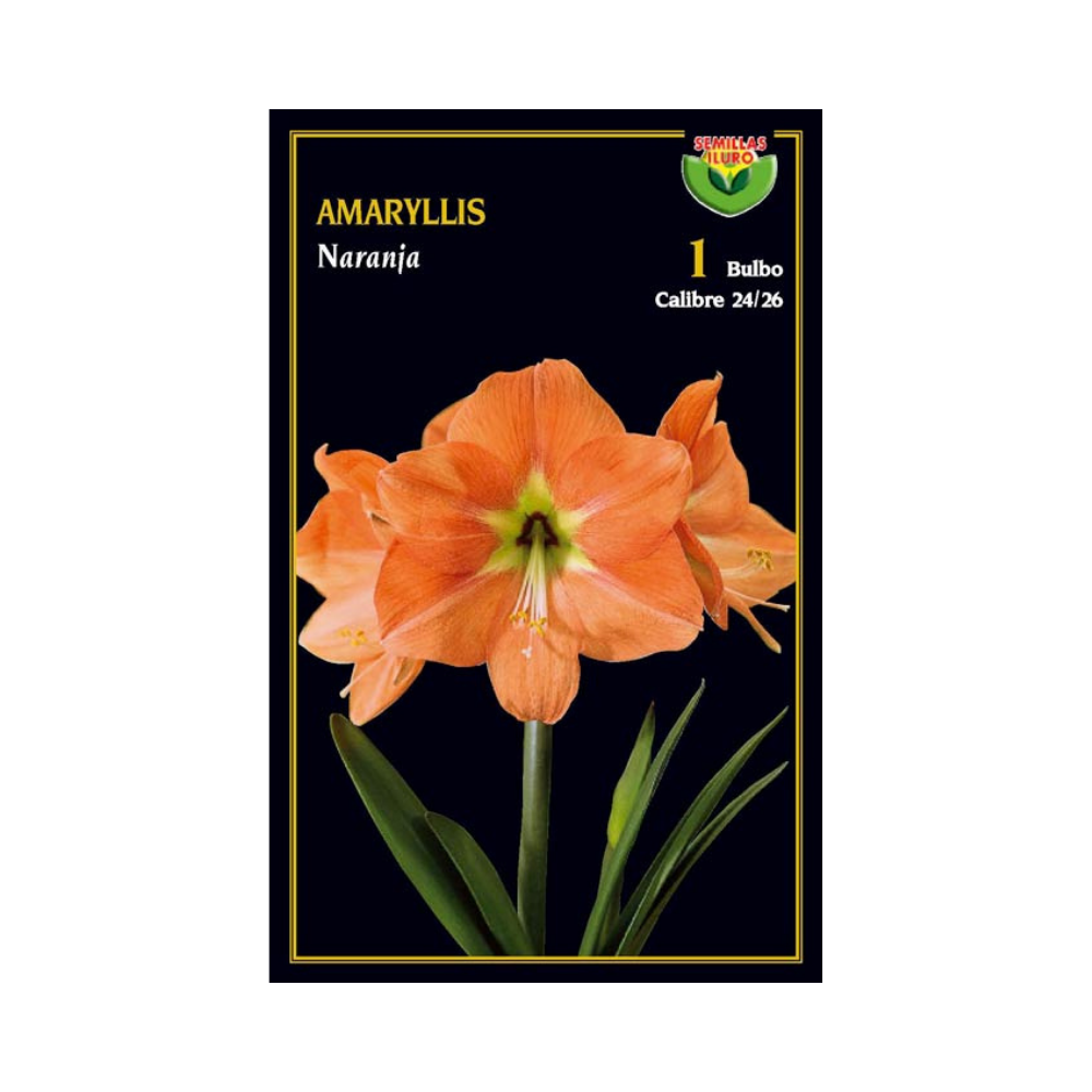 Amaryllis - Naranja