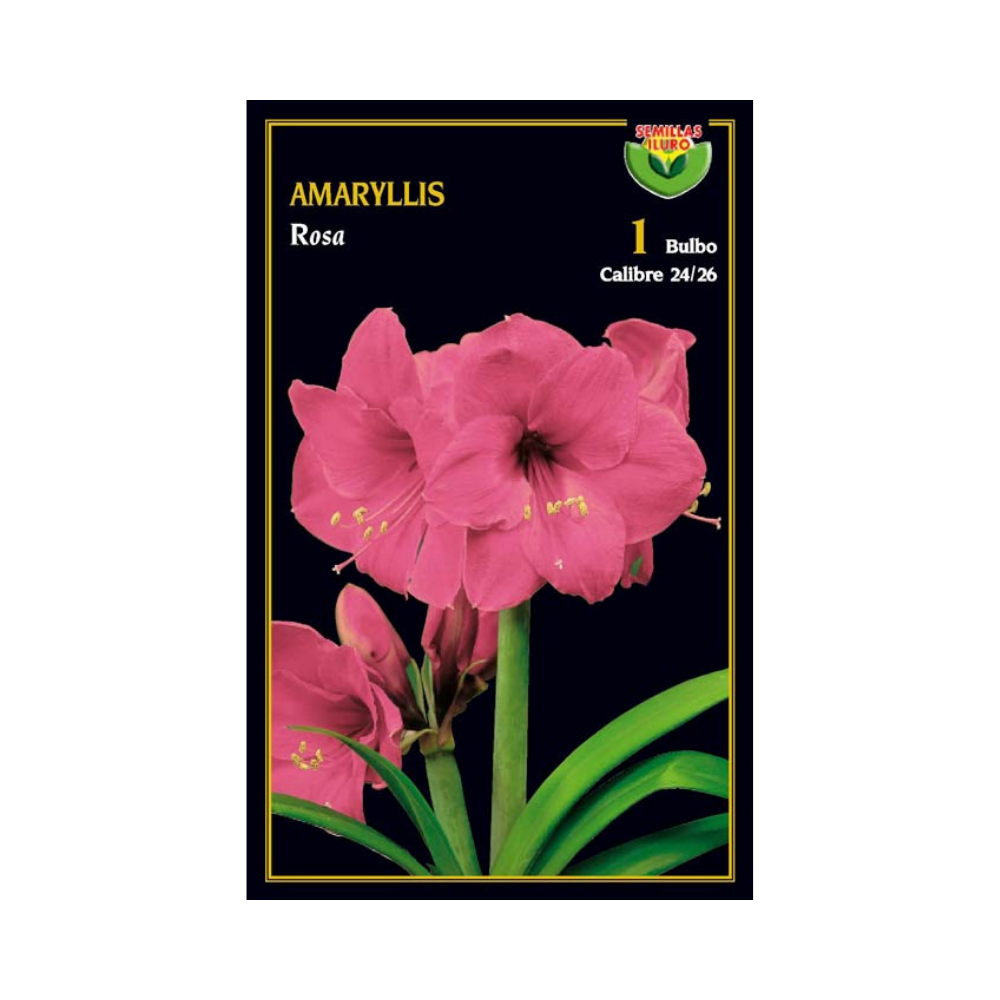 Amaryllis - Rosa