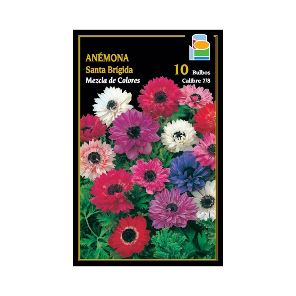 Anémona Santa Brígida - Mezcla de colores