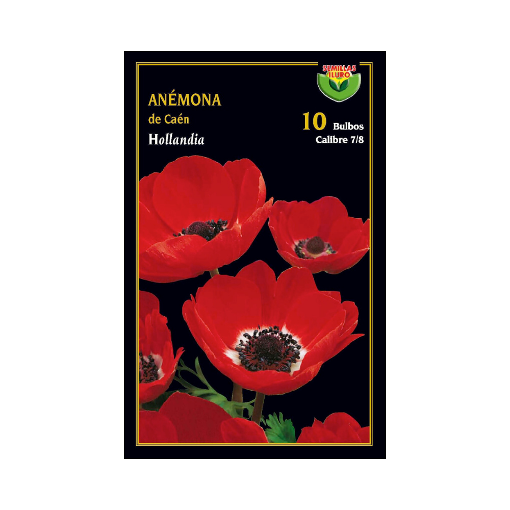Anémona de Caén - Hollandia