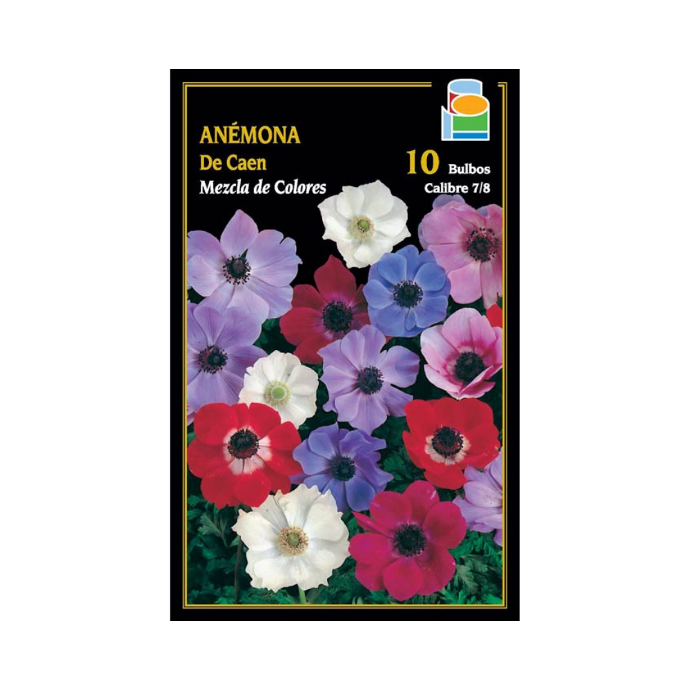 Anémona de Caén - Mezcla de colores