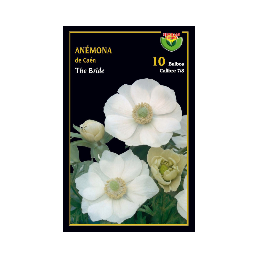 Anémona de Caén - The Bride