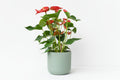 Anthurium andraeanum