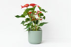 Anthurium andraeanum