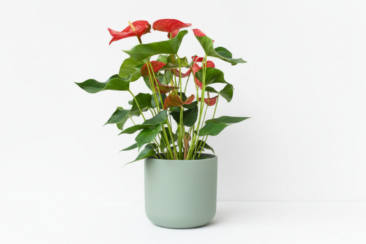 Anthurium andraeanum